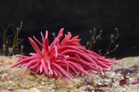 : Okenia rosacea; Hopkins Rose Nudibranch