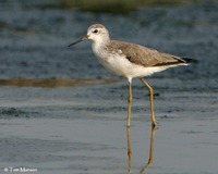 Marsh Sandpiper