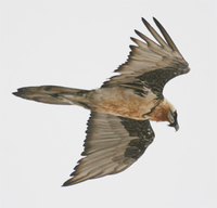 Lammergeier