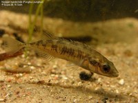 Nipigget hundestejle (Pungitius pungitius) Foto/billede af