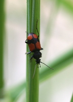 Panagaeus cruxmajor