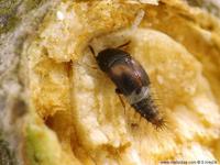 Sepedophilus bipunctatus