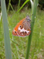 Coenonympha arcania - Pearly Heath