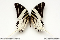 Graphium androcles