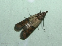 Plodia interpunctella - Indian Meal Moth