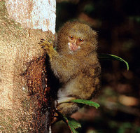 Pygmy marmoset (Callithrix pygmaea)