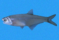 Anchoa panamensis, Panama anchovy: fisheries