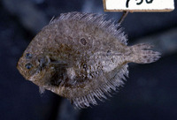 Pseudorhombus triocellatus, Three spotted flounder: fisheries, aquarium