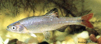 Lythrurus umbratilis, Redfin shiner: