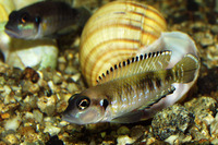 Neolamprologus meeli, : aquarium