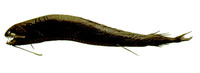 Melanostomias biseriatus, :