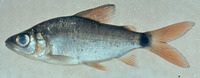Xenocharax spilurus, :