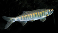Raiamas christyi, Coppernose barb: fisheries, aquarium