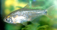 Cheirodon interruptus, Uruguay tetra: aquarium