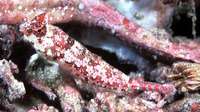 Synchiropus morrisoni, Morrison's dragonet: aquarium, bait