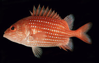 Pristilepis oligolepis, Spinyface soldier: