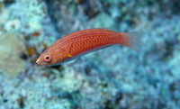 Cirrhilabrus rubriventralis, Social wrasse: aquarium