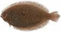 Pseudorhombus tenuirastrum, : fisheries