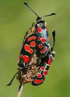 Zygaena carniolica