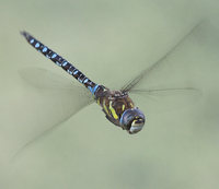 Aeshna mixta - Migrant Hawker