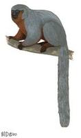 Image of: Callicebus moloch (dusky titi)