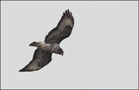 Buteo buteo harterti