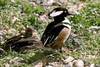 Mergus cucullatus - Hooded Merganser