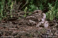 Caprimulgus europaeus - Eurasian Nightjar