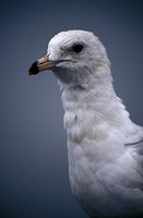 Larus delawarensis - Ring-billed Gull