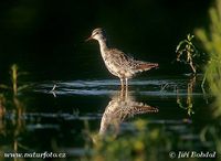 Tringa erythropus - Spotted Redshank