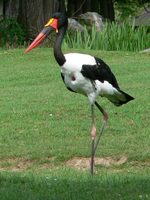 Ephippiorhynchus senegalensis - Saddle-billed Stork