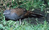 Polyplectron inopinatum - Mountain Peacock-Pheasant