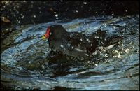 Gallinula chloropus - Common Moorhen