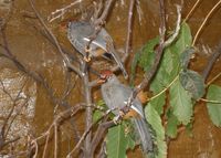 Garrulax mitratus - Chestnut-capped Laughingthrush