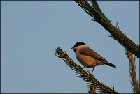 Parus montanus - Willow Tit