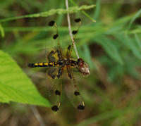 Image of: Celithemis elisa