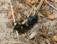 Image of: Nicrophorus orbicollis (burying beetle)