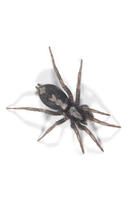 Image of: Herpyllus ecclesiasticus