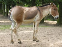 Equus kiang holdereri - Eastern Kiang