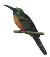 Image of: Jacamerops aureus (great jacamar)