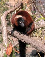 Varecia rubra - Red Ruffed Lemur