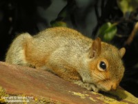 Sciurus carolinensis - Eastern Gray Squirrel