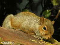Sciurus carolinensis - Eastern Gray Squirrel
