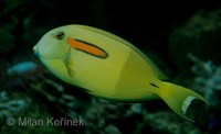 Acanthurus olivaceus - Orangeshoulder Surgeonfish