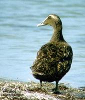 Image of: Somateria mollissima (common eider)