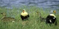 Image of: Somateria spectabilis (king eider)