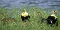 Image of: Somateria spectabilis (king eider)