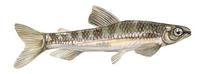 Image of: Nannocharax fasciatus