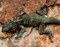 Acanthocercus cyanogaster