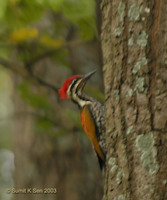 Himalayan Flameback - Dinopium shorii